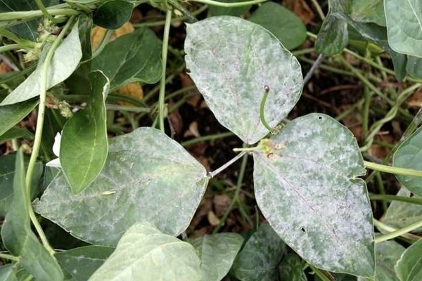 maladies et ravageurs des pois