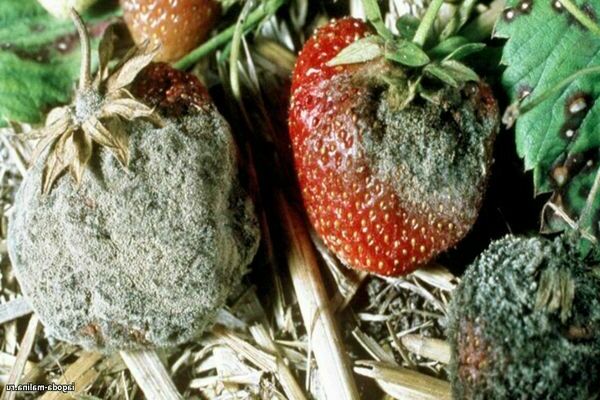 strawberry disease description