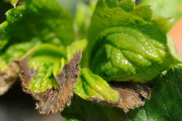 strawberry disease description