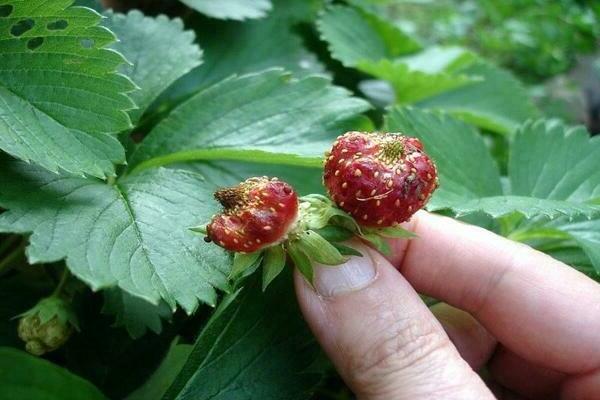 mga larawan ng sakit na strawberry