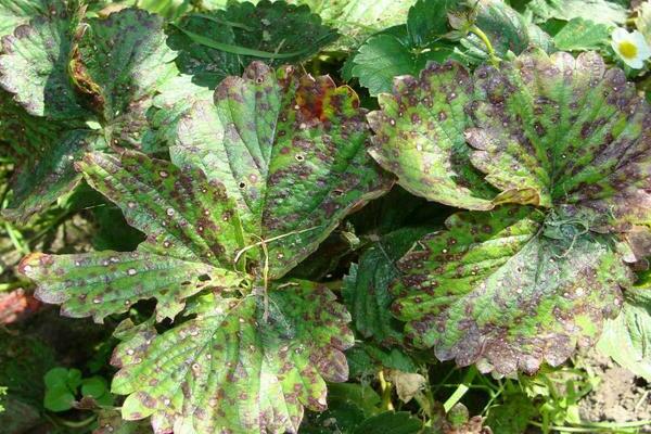 strawberry disease description