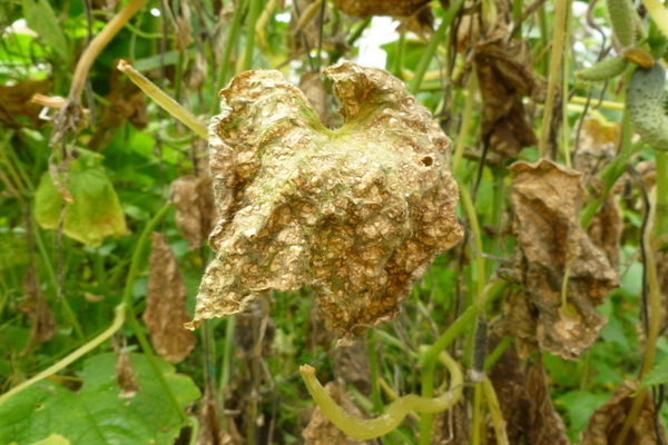 Diseases of cucumbers