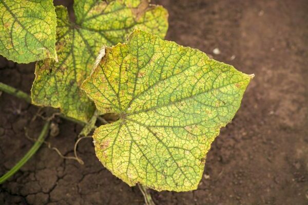 cucumber diseases