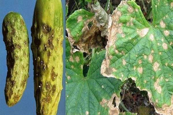 cucumber diseases