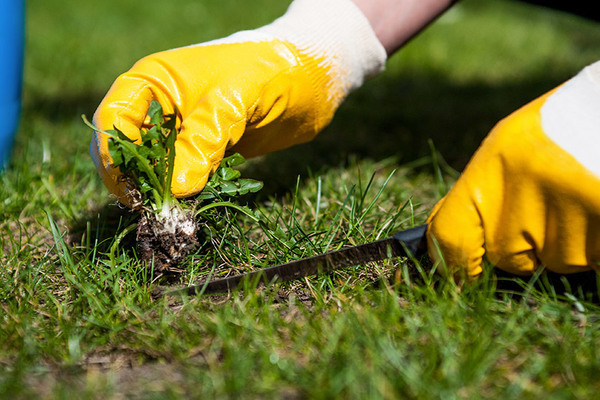 weed control measures