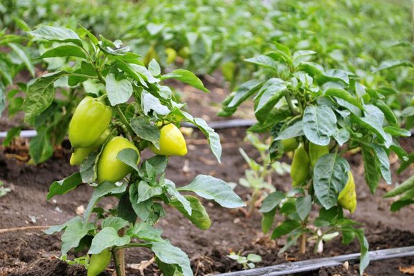 boric acid para sa aplikasyon ng peppers