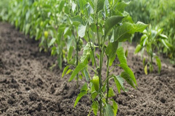 arroser les poivrons avec de l'acide borique