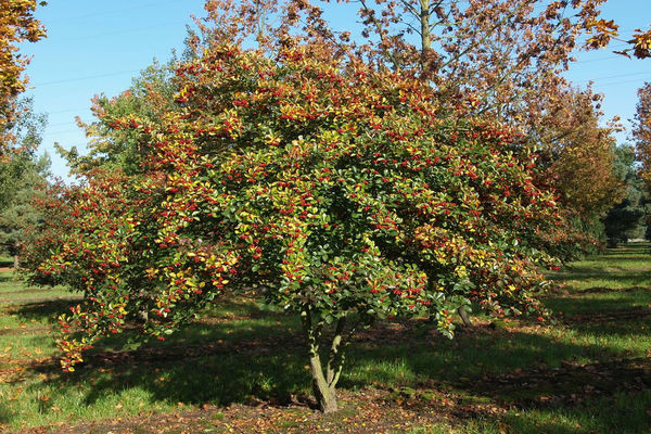 Hawthorn