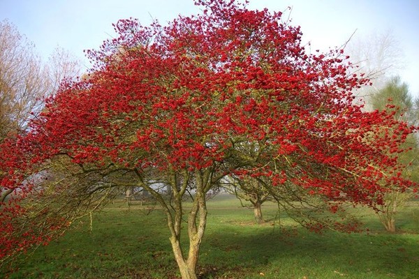 Hawthorn