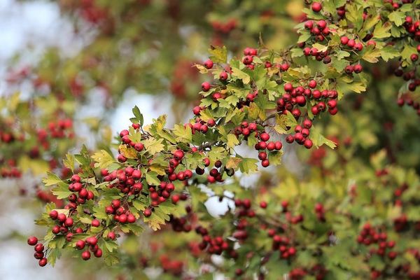 Hawthorn