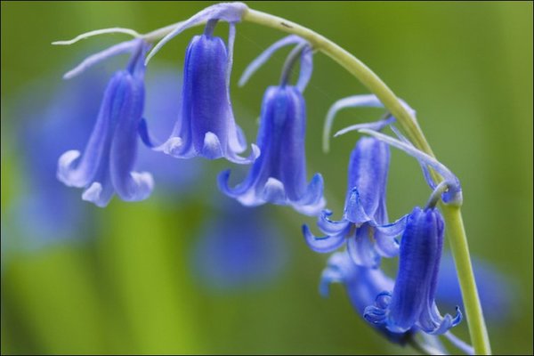 brimer amethyst herb for open field