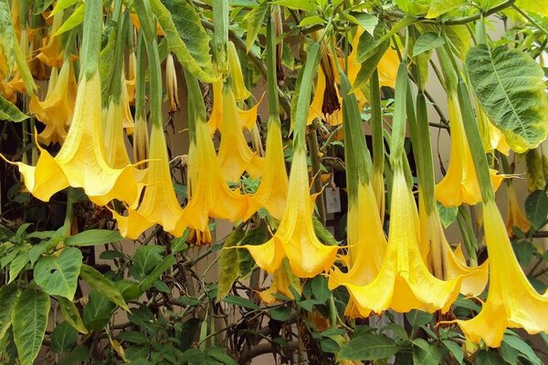 Brugmansia