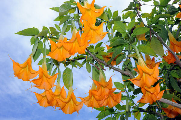 litrato ng brugmansia