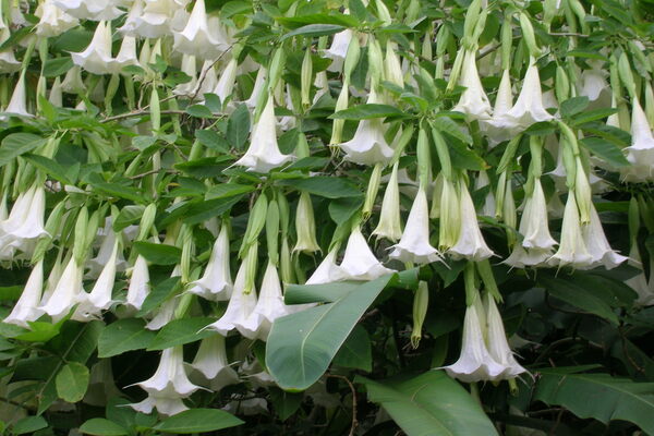 pangangalaga sa brugmansia