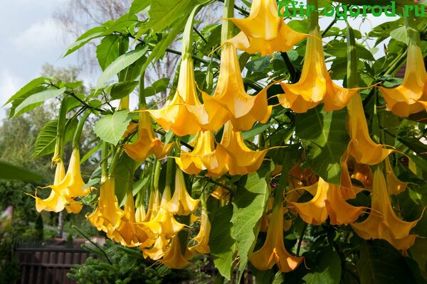 slijetanje brugmansia