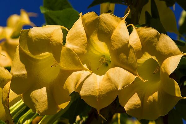 brugmansia cultivation