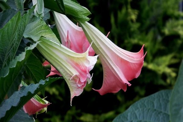 brugmansia mula sa binhi