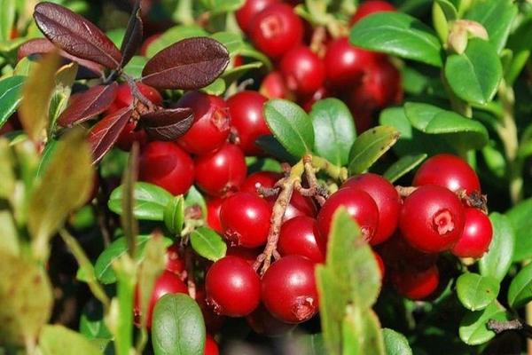 Hardin ng Lingonberry