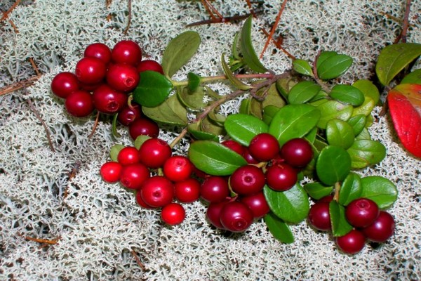 lingonberry garden