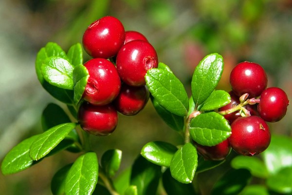 lingonberry hardin larawan