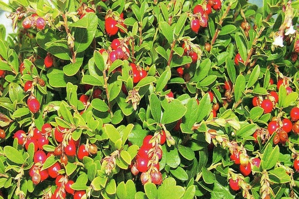 pangangalaga sa hardin ng lingonberry