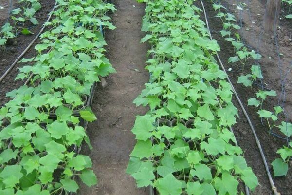 como fertilizar pepinos em campo aberto