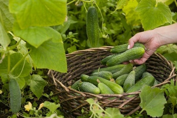 como fertilizar pepinos em campo aberto