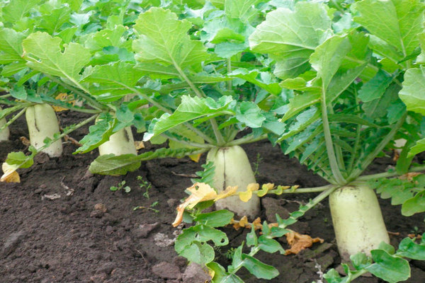 radish daikon