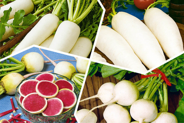 Daikon