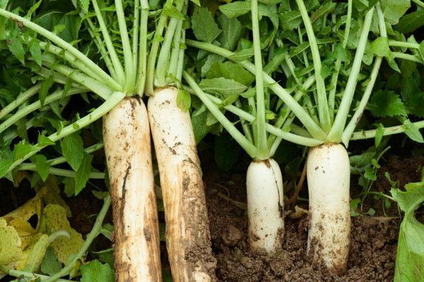 daikon pflege