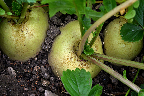 daikon sasha landing