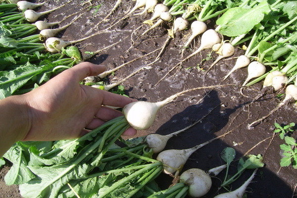 daikon sasha paglalarawan