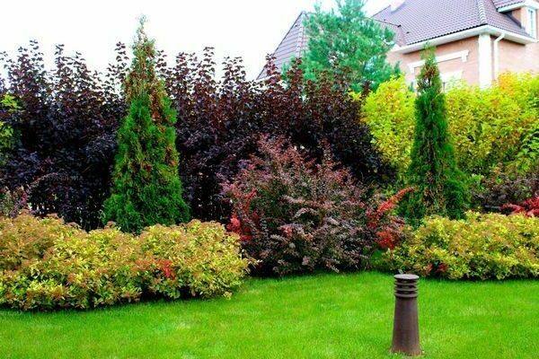 Ornamental trees and shrubs