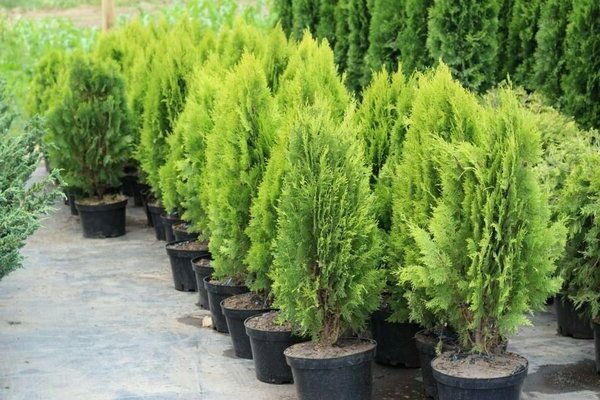 ornamental trees and shrubs