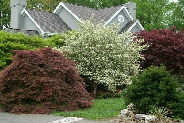 ornamental trees and shrubs names