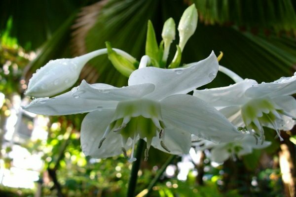 kung paano pangalagaan ang mga bulaklak sa bahay