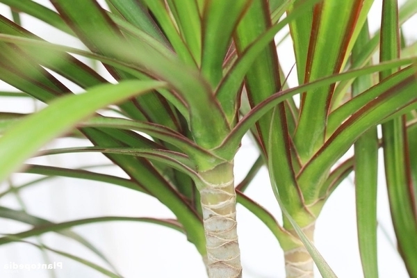 hausgemachte Dracaena