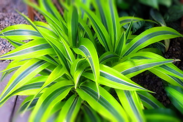 dracaena conditions