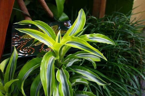 dracaena larawan sa bahay