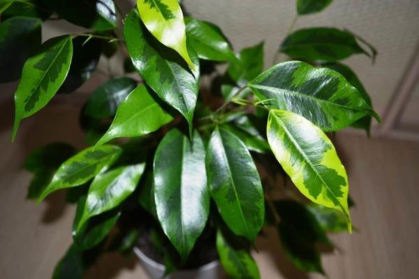 Ficus Balsamina