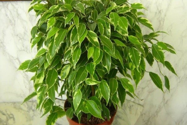 ficus balsam care