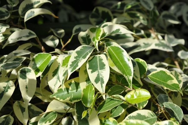 ficus balsam photo