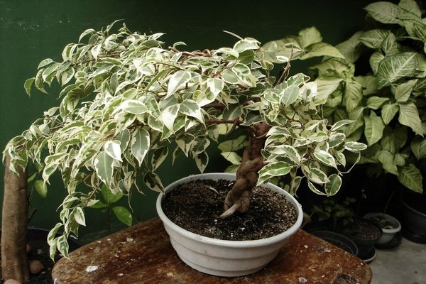 ficus balsam home care