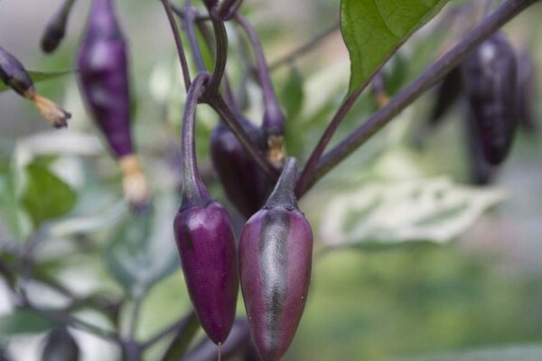 purple pepper varieties