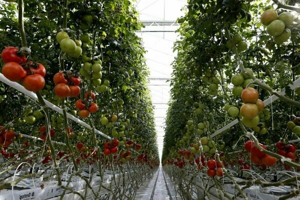 meilleurs fongicides pour tomates