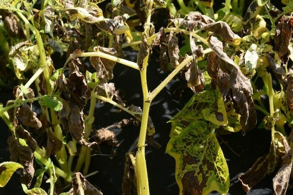 fungicides para sa mga kamatis sa greenhouse