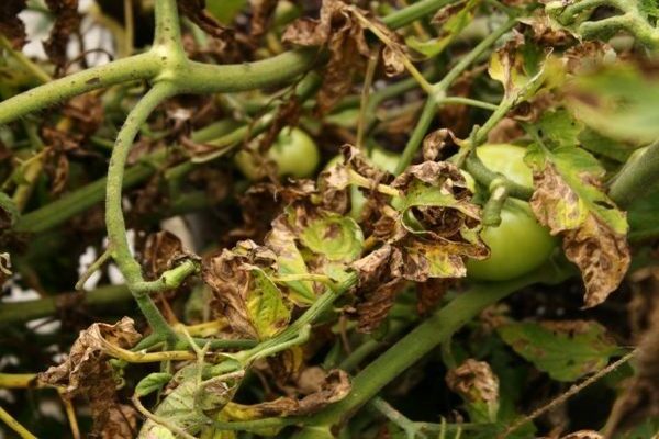 fongicides pour tomates d'extérieur