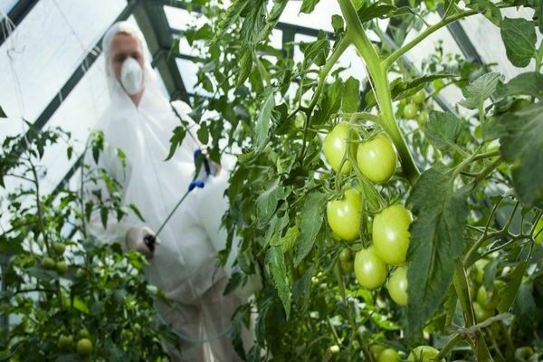 fongicides pour tomates