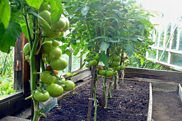 Die besten Fungizide für Tomaten