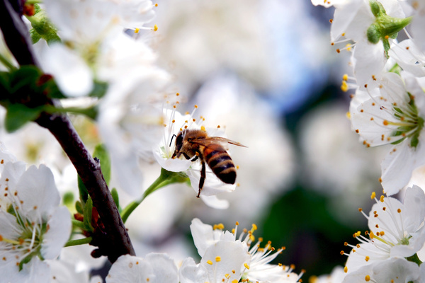 harmony of nature food for bees